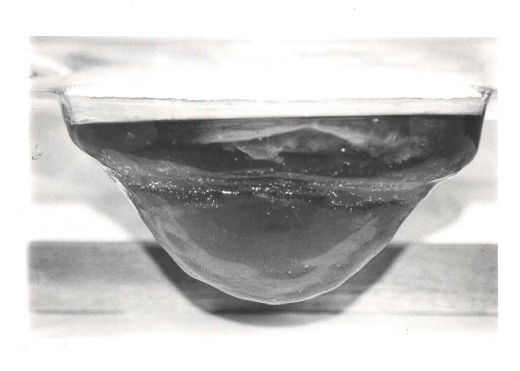 Kombucha SCOBY (Art) Experiment