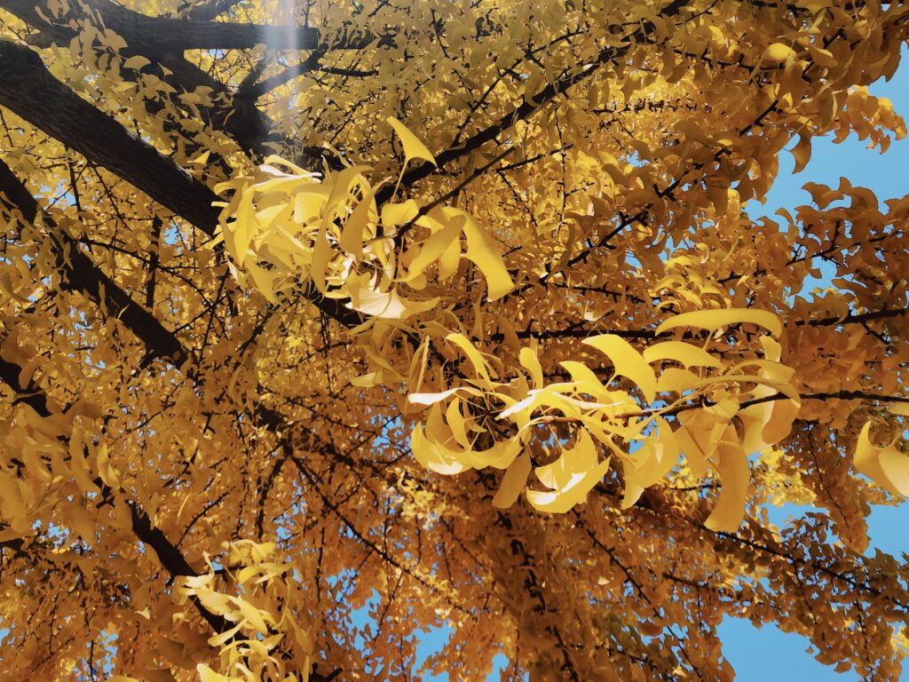 The Mystical Ginkgo Leaf: A Look at Its Ancient Medicinal and Spiritual Uses