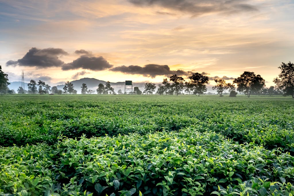 Picturesque view of green tea plantations with shrubs and trees on farmland against mountains under cloudy sky in twilight