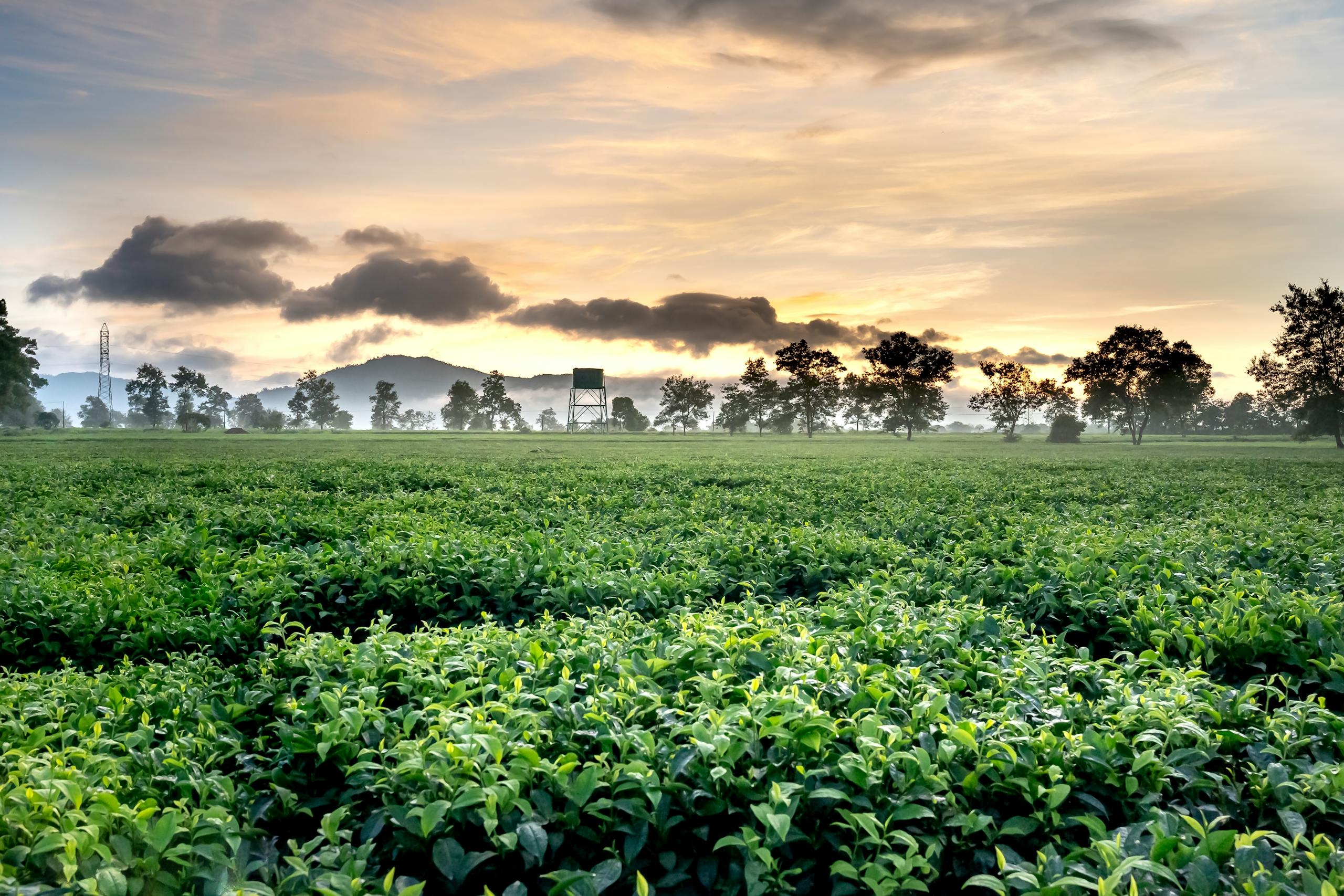 Picturesque view of green tea plantations with shrubs and trees on farmland against mountains under cloudy sky in twilight