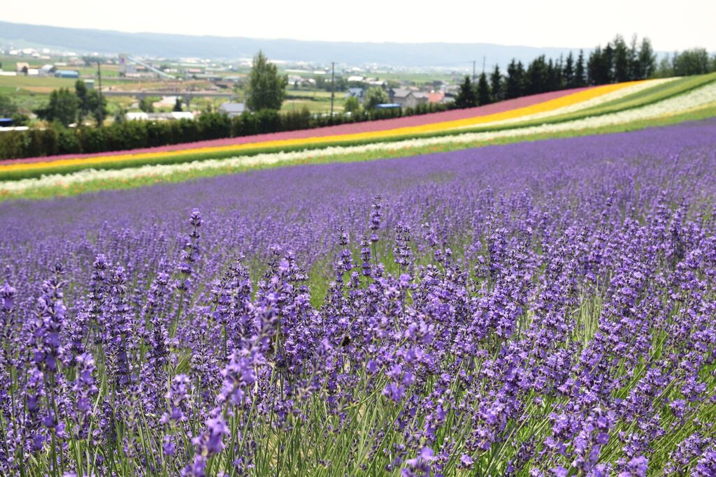 Rows of purple lavender in front of striped flower fields in Furano, Hokkaido, Japan