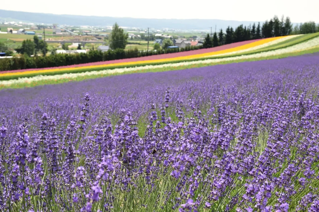 Rows of purple lavender in front of striped flower fields in Furano, Hokkaido, Japan