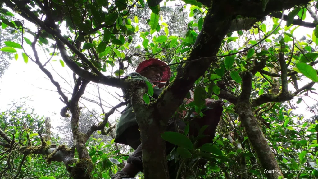 The mystical Hundreds Year Old Tea Trees of Yunnan