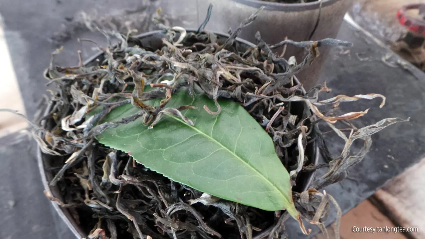 TeaLeaf