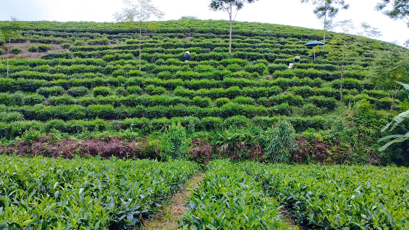 Rows of green tea bushes on a terraced hill in Thai Nguyen province, northern Vietnam
